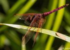 3  Trithemis annulata haematina