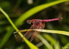 4  Trithemis annulata haematina
