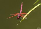 5  Trithemis annulata haematina