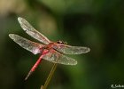 8  Tramea limbata