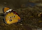 1  Petit monarque  Danaus chrysippus