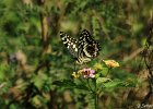 Papillons