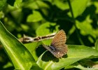 8  Azure de la surelle Zizeeria knysna