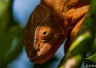 10  Endormi femelle Chamaeleo pardalis