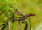 16  Cameleon Calotes versicolor