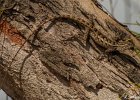 17  Cameleon Calotes versicolor