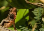 2  Cameleon Calotes versicolor