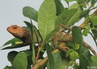 27  Cameleon Calotes versicolor