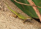 29  Lezard vert de Manapani
