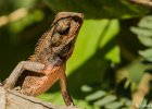 3  Cameleon Calotes versicolor