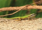 30  Lezard vert de Manapani