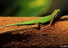 32  Lezard vert de Manapani