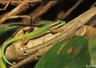 33  Lezard vert de Manapani