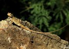 34  Cameleon Calotes versicolor
