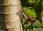 4  Cameleon Calotes versicolor