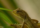 5  Cameleon Calotes versicolor