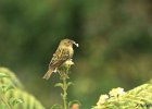 Oiseaux