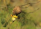 6  Bellier Ploceus cucullatus spilonotus