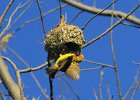 7  Bellier Ploceus cucullatus spilonotus
