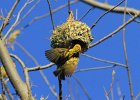 8  Bellier Ploceus cucullatus spilonotus
