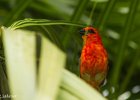 1  Cardinal foudia madagascariensis