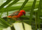 2  Cardinal foudia madagascariensis