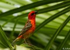 3  Cardinal foudia madagascariensis