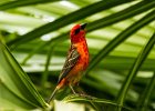 Cardinal