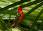 5  Cardinal foudia madagascariensis