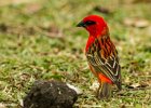 6  Cardinal foudia madagascariensis