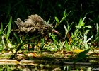 2  Heron strie Butorides striatus rutenbergi