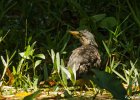 9  Heron strie Butorides striatus rutenbergi