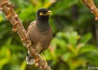 2  Martin acridotheres tristis
