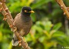 3  Martin acridotheres tristis