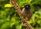 4  Martin acridotheres tristis