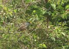 2  Bulbul de La Réunion ou Merle pays Hypsipetes borbonicus
