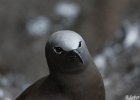 1  Noddi brun, Macoua Anous stolidus pileatus