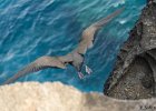 3  Noddi brun, Macoua Anous stolidus pileatus