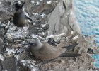 4  Noddi brun, Macoua Anous stolidus pileatus
