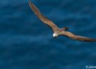 5  Noddi brun, Macoua Anous stolidus pileatus