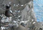 7  Noddi brun, Macoua Anous stolidus pileatus