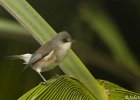 1  Oiseau blanc zosterops borbonica