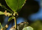 2  Oiseau blanc Zosterops borbonica