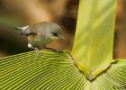 6  Oiseau blanc zosterops borbonica