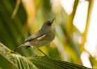 7  Oiseau blanc zosterops borbonica