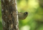 3  Oiseau vert Zosterops olivacea