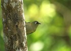 4  Oiseau vert Zosterops olivacea