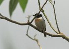 2  Tec-tec   Male Saxicola tectes