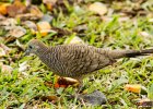 3  Tourterelle Pays Geopelia striata