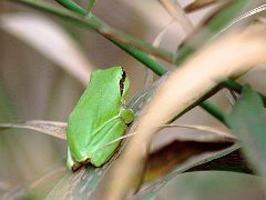 Batraciens